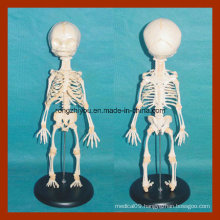 Anatomy Infant Skeleton Model